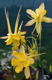 Aquilegia longissima